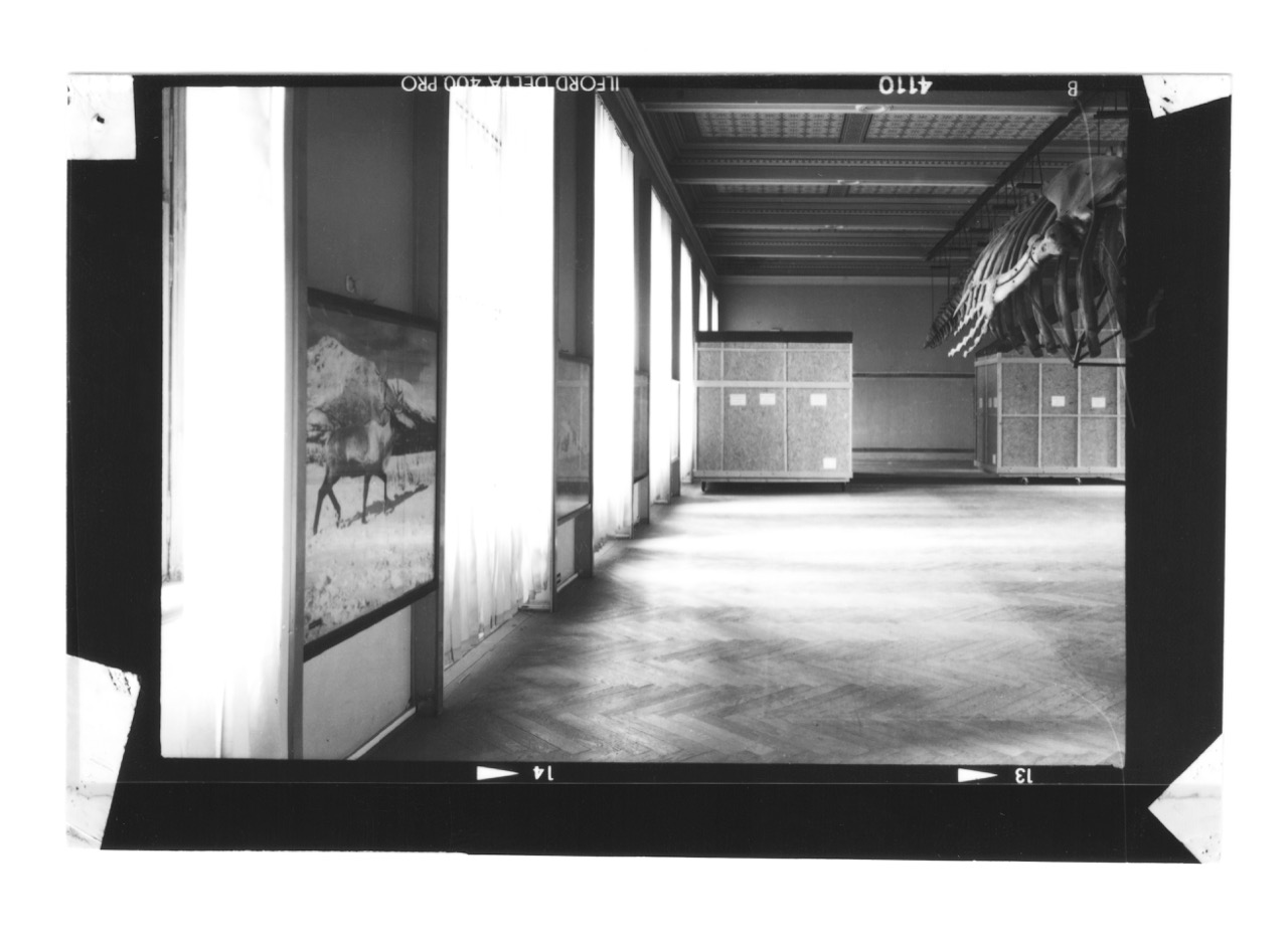 Štěpánka Sigmundová, NATIONAL MUSEUM I. 06.12.2013, Plejtvák a slon, Foma speed B_W Photographic Paper, 8,3x5,8 cm